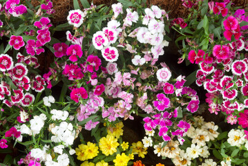Beautiful fresh flowers for the background