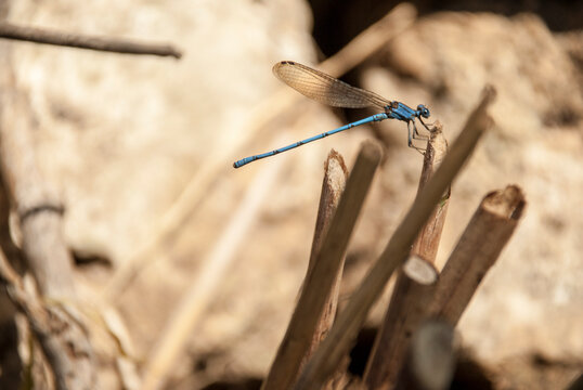 A close-up of a blue Dragonfly.