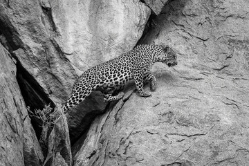 Fototapeta na wymiar Mono leopard leaves cave and climbs rock