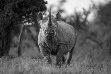 Foto op Plexiglas Mono black rhino in clearing facing camera © Nick Dale
