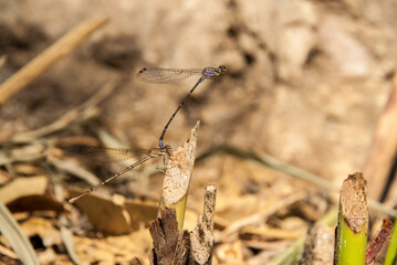 A couple of dragonflies mating. 
