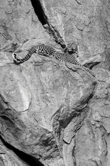 Mono leopard on rocky ledge looking up