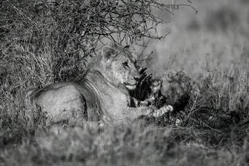 Fototapeta na wymiar Mono male lion lies with bloody carcase
