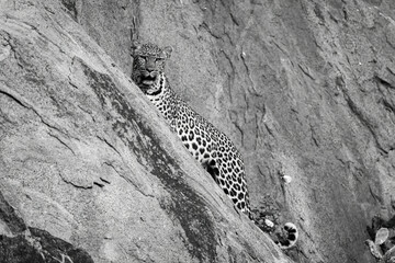 Mono leopard stands on rock eyeing camera
