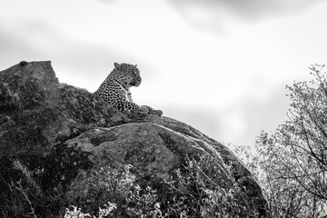 Mono leopard on rocky outcrop above trees