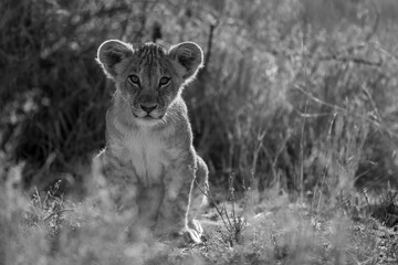 Mono lion cub in grass facing camera