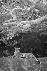 Mono leopard on rocky ledge watching camera