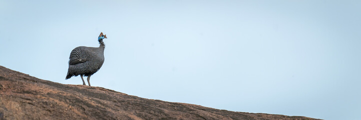 Panorama of helmeted guineafowl on rocky horizon