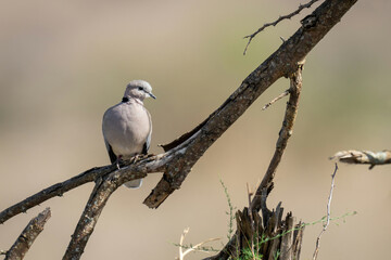 Ring-necked dove on dead branch turning head
