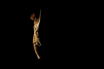 Fototapeta na wymiar Rhinoceros stands side-lit staring straight at camera