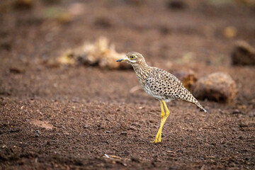 Spotted thick-knee stands in profile on ground