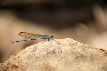 A close-up of a blue Dragonfly.