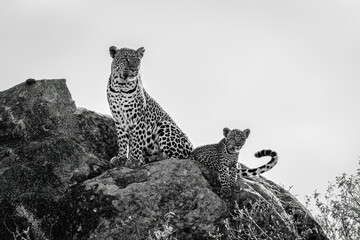 Mono leopard sits beside cub on rock