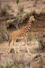 Reticulated giraffe walks along dry shallow gully