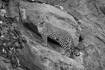 Mono leopard stands on rock looking back