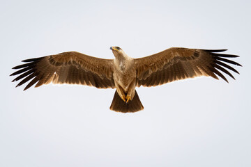 Tawny eagle glides across sky spreading wings