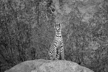Mono leopard yawning on rock near bushes