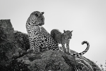 Mono leopard on rock looking at cub