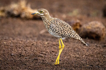 Spotted thick-knee stands on ground bending leg - obrazy, fototapety, plakaty