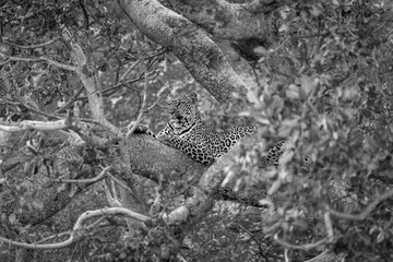Mono leopard on branch surrounded by foliage