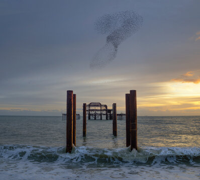 A murmuration of starlings form a giant question mark at dusk in Brighton, East Sussex, UK with sunset and derelict pier.