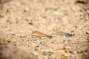 A couple of dragonflies mating. 
