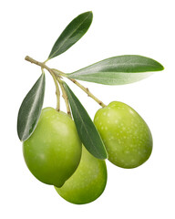 Green olives on branch w leaves isolated png