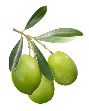 Green Olives On Branch W Leaves Isolated Png