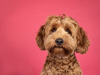 Landscape head shot of brown Cobberdog aka labradoodle dog. Looking friendly towards camera....