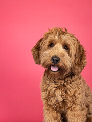 Portrait head shot of brown Cobberdog aka labradoodle dog. Looking friendly towards camera. Isolated on a brown background.