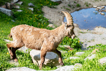 stambecco intorno al lago