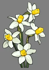 Foto op Canvas Isolated daffodil flower vector illustration. © CLIONS