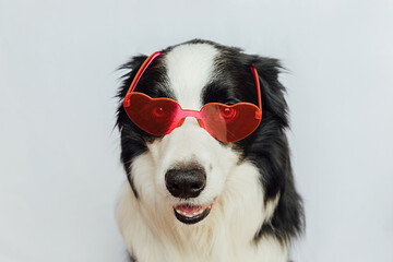 St. Valentine's Day concept. Funny puppy dog border collie in red heart shaped glasses isolated on white background. Lovely dog in love celebrating valentines day. Love lovesick romance postcard