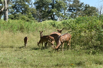 Deers looking at the camera while eating grass