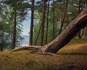 Seashore, pine trees on the seashore, soft light