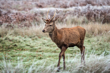Young stag on the move