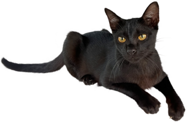 Black cat Isolated clipart png