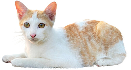 Cat Isolated clipart png