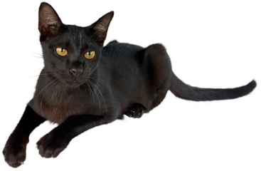 Black cat Isolated clipart png