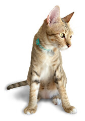 Cat Isolated clipart png