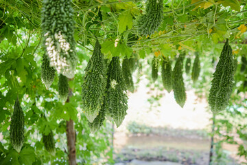 Close up of bitter gourd or bitter melon hanging on tree in organic vegetable farm. Fresh bitter gourd growing ready for harvest in the garden, selective focus,agriculture - obrazy, fototapety, plakaty