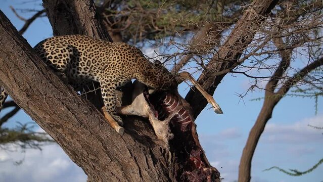 A leopard enjoys a meal peacefully up on top of a tree.