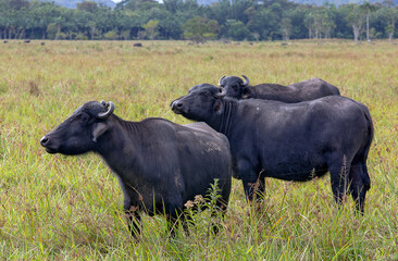 Water buffaloes in high grass pasture on countryside of Brazil