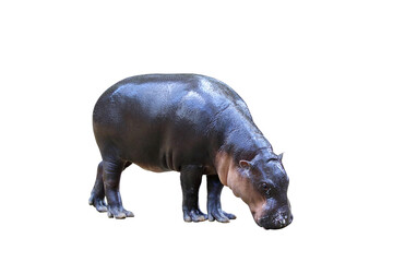 Pygmy hippopotamus isolated on transparent background.