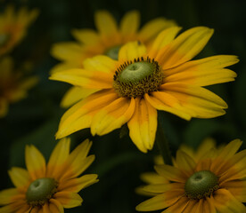 Full-bloom yellow composite flower, Buckhead, Atlanta, Georgia