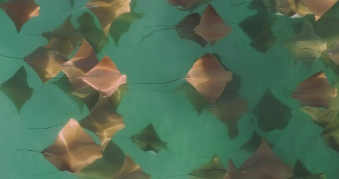 Cownose rays (Rhinoptera bonasus)