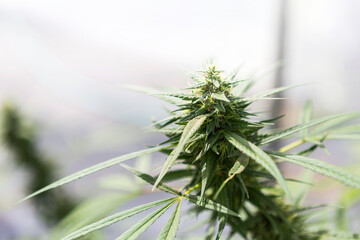 Closeup Cannabis plant grow in green house, fresh organic marijuana plant 