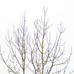 Arbre en hiver