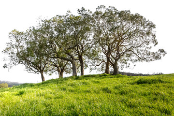 Arbres au sommet d’une colline, tamarins des Hauts, île de la Réunion 
