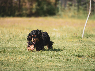 black english cocker spaniel playing in the dog park